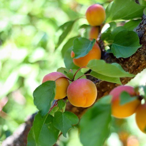 Apricot Goldstrike - Pb18