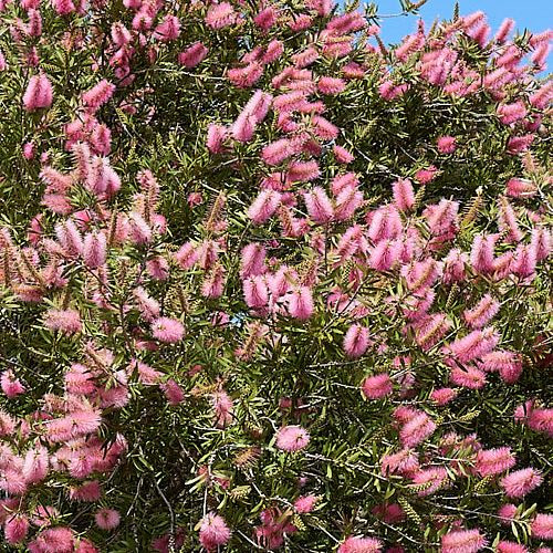 Callistemon John Mashlan - Pb6.5 (20/70)