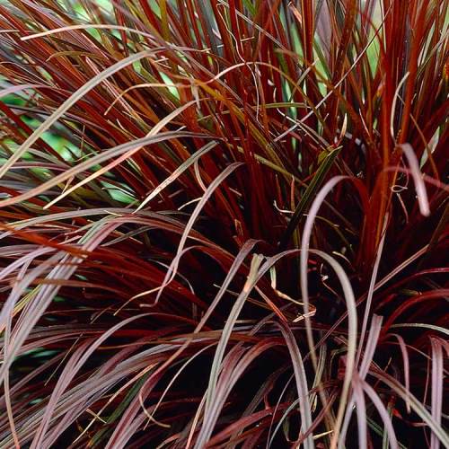 Uncinia rubra, Red Hook Sedge - Pb3