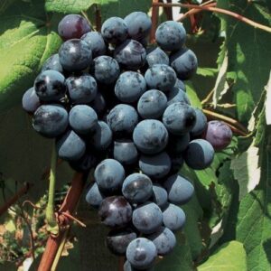 Grape New York Muscat - Pb5/Pb6.5 (40/80)