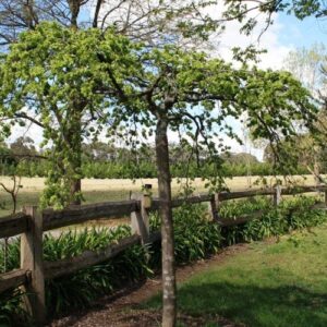 Ulmus Horizontalis, Horizontal Elm - 45Ltr (1.8m graft )