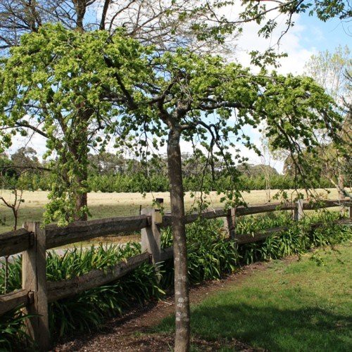 Ulmus Horizontalis, Horizontal Elm - 45Ltr (1.8m graft )