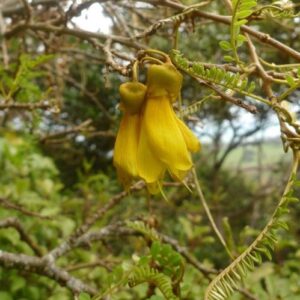 Sophora microphylla, Kowhai - 1Ltr