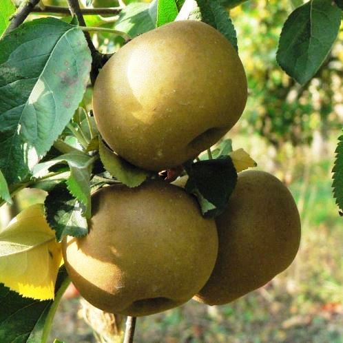 Apple Reinette du Canada - Pb12