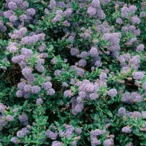 Ceanothus Blue Cushion - 2.5Ltr (10/30)