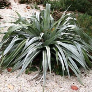 Astelia chatamica Silver Spear - 1.5Ltr (15/25)