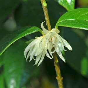 Chimonanthus nitens - Pb6.5 (130/200)