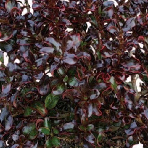 Coprosma Black Velvet - 2Ltr - Image 2