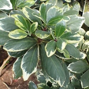 Corynocarpus Alba Variegatus, Variegated Karaka - 3.5Ltr