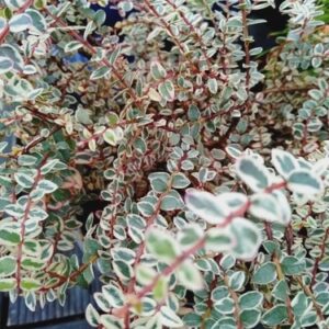 Metrosideros diffusa Crystal Showers