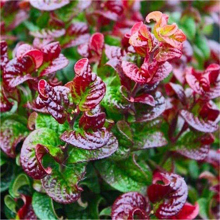 Leucothoe axillaris Curly Red - Pb6.5 - Image 2
