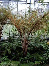 Cyathea tomentosissima - Image 2