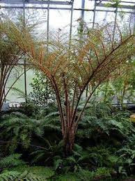 Cyathea tomentosissima