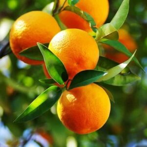 Orange Best Seedless - pb40