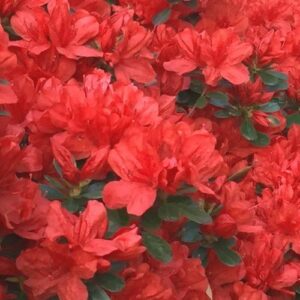 Azalea Dr. Glaser - 2.5Ltr