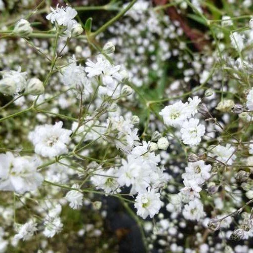 Gypsophila Bristol Fairy, Baby's Breath - Pb6.5 - Image 2