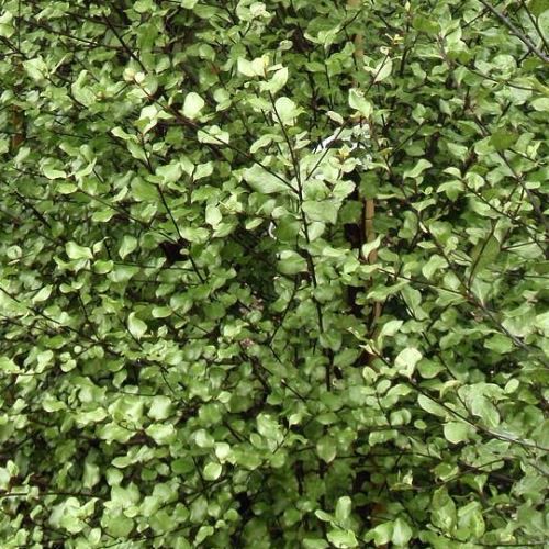 Pittosporum Silver Sheen - Pot (15/30)