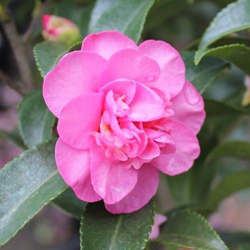 Camellia Jennifer Susan - Pb6.5 (40/70)