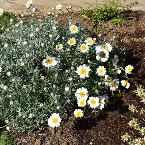 Pyrethropsis hosmariense - pb6.5 (15/20) - Image 2