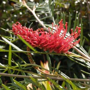 Grevillea Robin Hood - Pb5