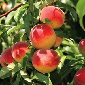 Peach Redhaven - Pb18