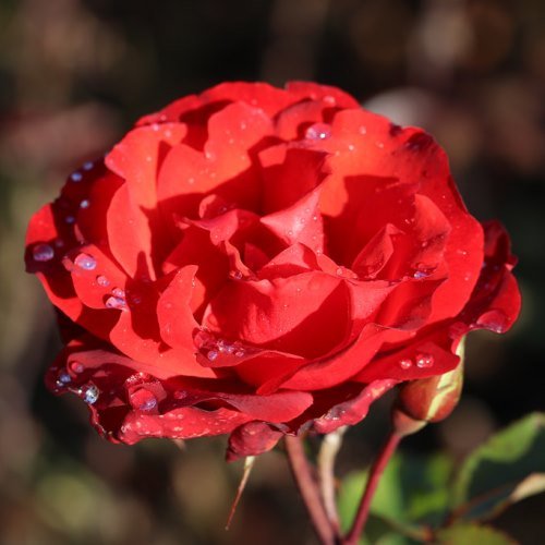 Rose Satchmo (floribunda) - Image 2