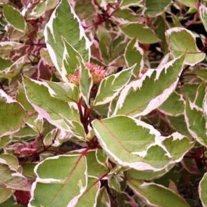 Cornus alba Elegantissima - Pb6.5 (50/120)