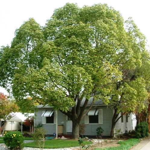 Cinnamomum camphora - Pb18 - Image 2