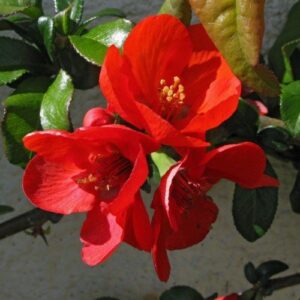 Chaenomeles Alarm - Pb6.5