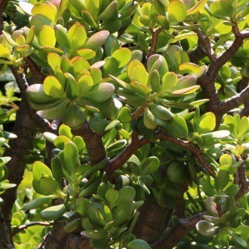 Crassula ovata, Jade Plant - Pb6.5 - Image 2