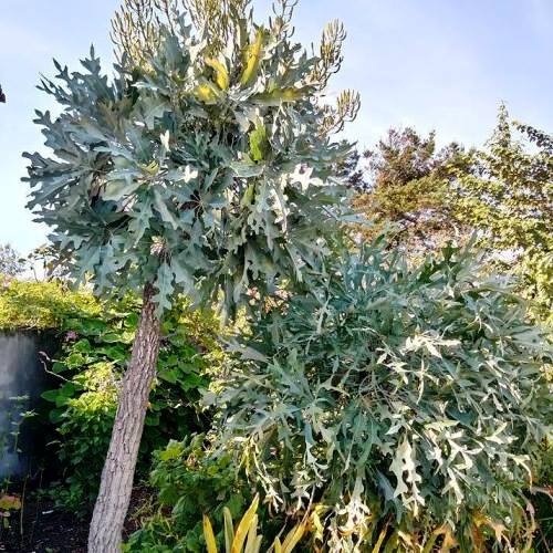 Cussonia paniculata, Mountain Cabbage Tree - 4Ltr - Image 2