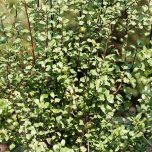 Pittosporum Wrinkled Blue - Pot