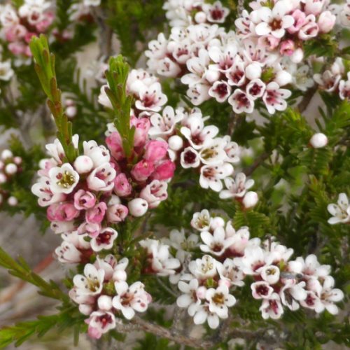 Micromyrtus ciliata - pb6.5 (15/20) - Image 2