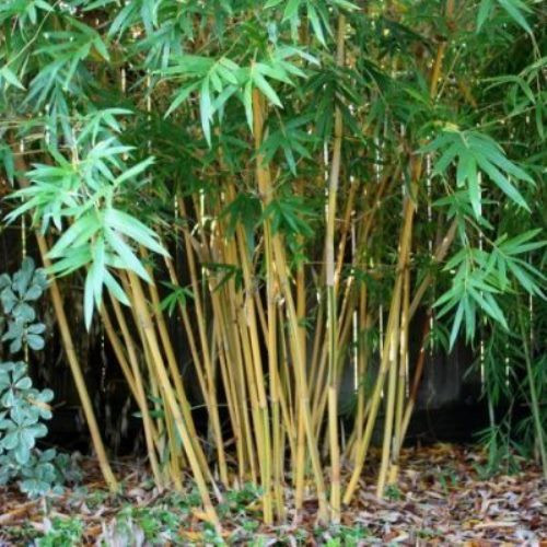 Bambusa Alphonse Karr - pb6.5 (25/35)