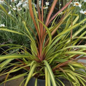 Cordyline x Cha Cha - Pb6.5