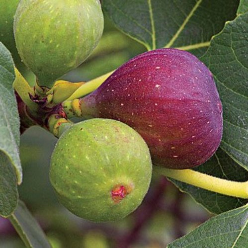 Fig Caves - Pb6.5 - Image 2