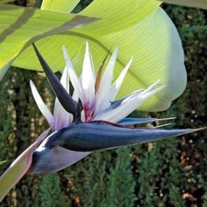 Strelitzia nicholai, Giant White Bird Of Paradise - 8Lt