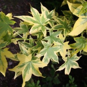 Liquidambar Golden Treasure, Sweet Gum - Pb18