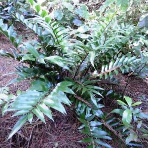 Asplenium oblongifolium, Shining Spleenwort - 1.5Ltr