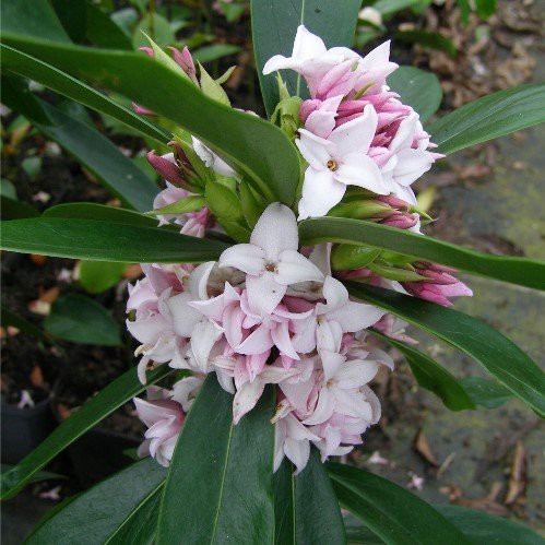 Daphne x Perfume Princess Pink - 2.5Ltr