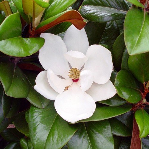 Magnolia Teddy Bear - Pb28 - Image 2