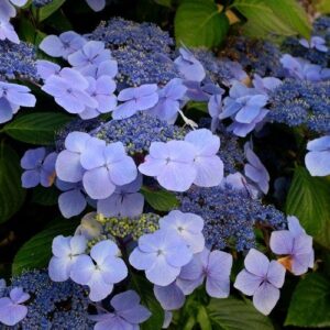 Hydrangea Blue Wave - Pb6.5