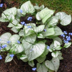 Brunnera Looking Glass, Bugloss - 2.5Ltr (15/25)