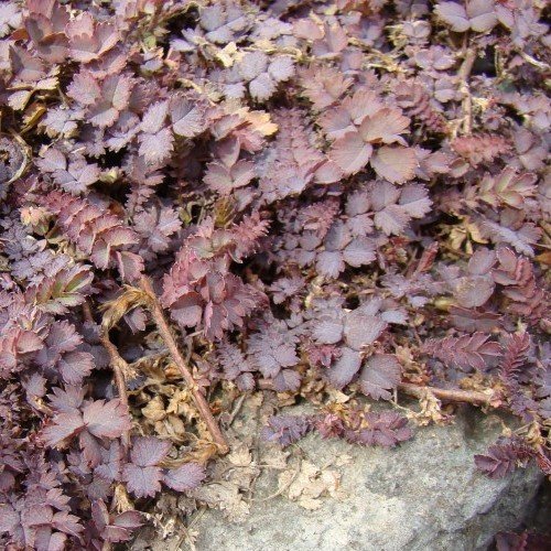 Acaena Purpurea- 1.3Ltr/Pb5 - Image 2
