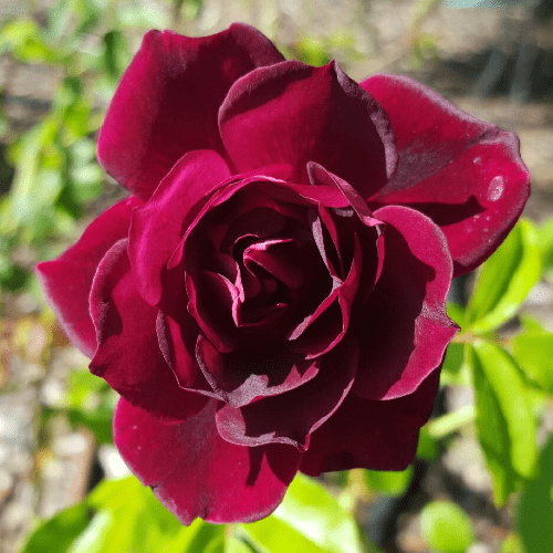 Rose Burgundy Iceberg (floribunda)