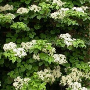 Hydrangea petiolaris - 4.5Ltr