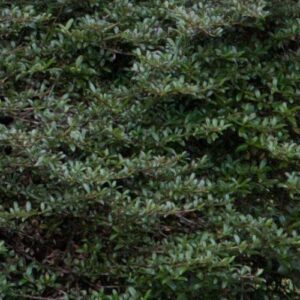 Coprosma Black Cloud - Pb3/Pb5