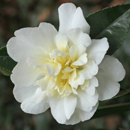 Camellia Gay Sue - 2.5Ltr (100/120) - Image 2