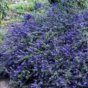 Ceanothus Blue Carpet - Pb5 (15/20)