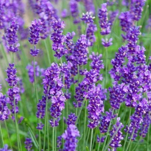Lavandula angustifolia Munstead - Pot - Image 2